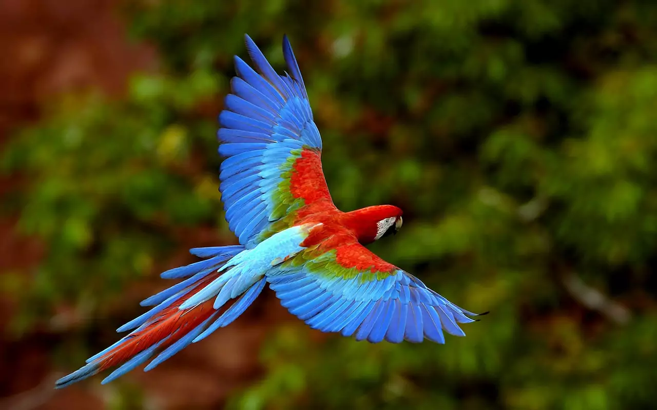 Красивый попугай ара