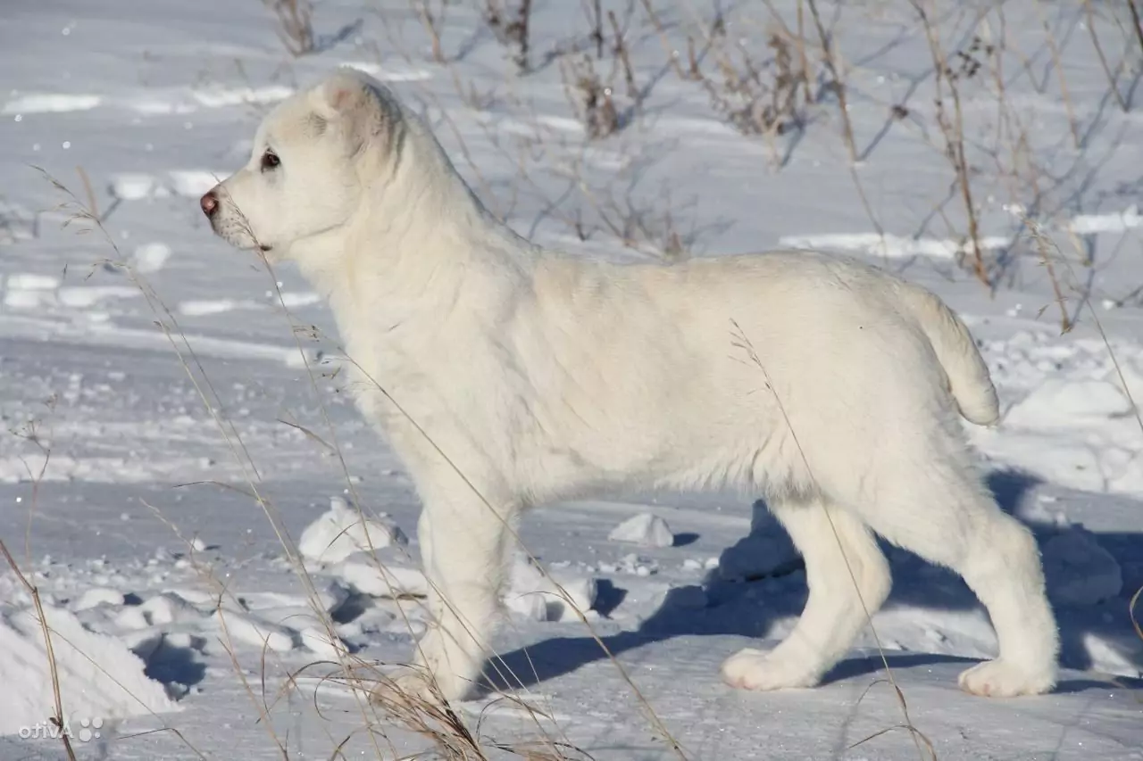 Белоснежный щенок алабая