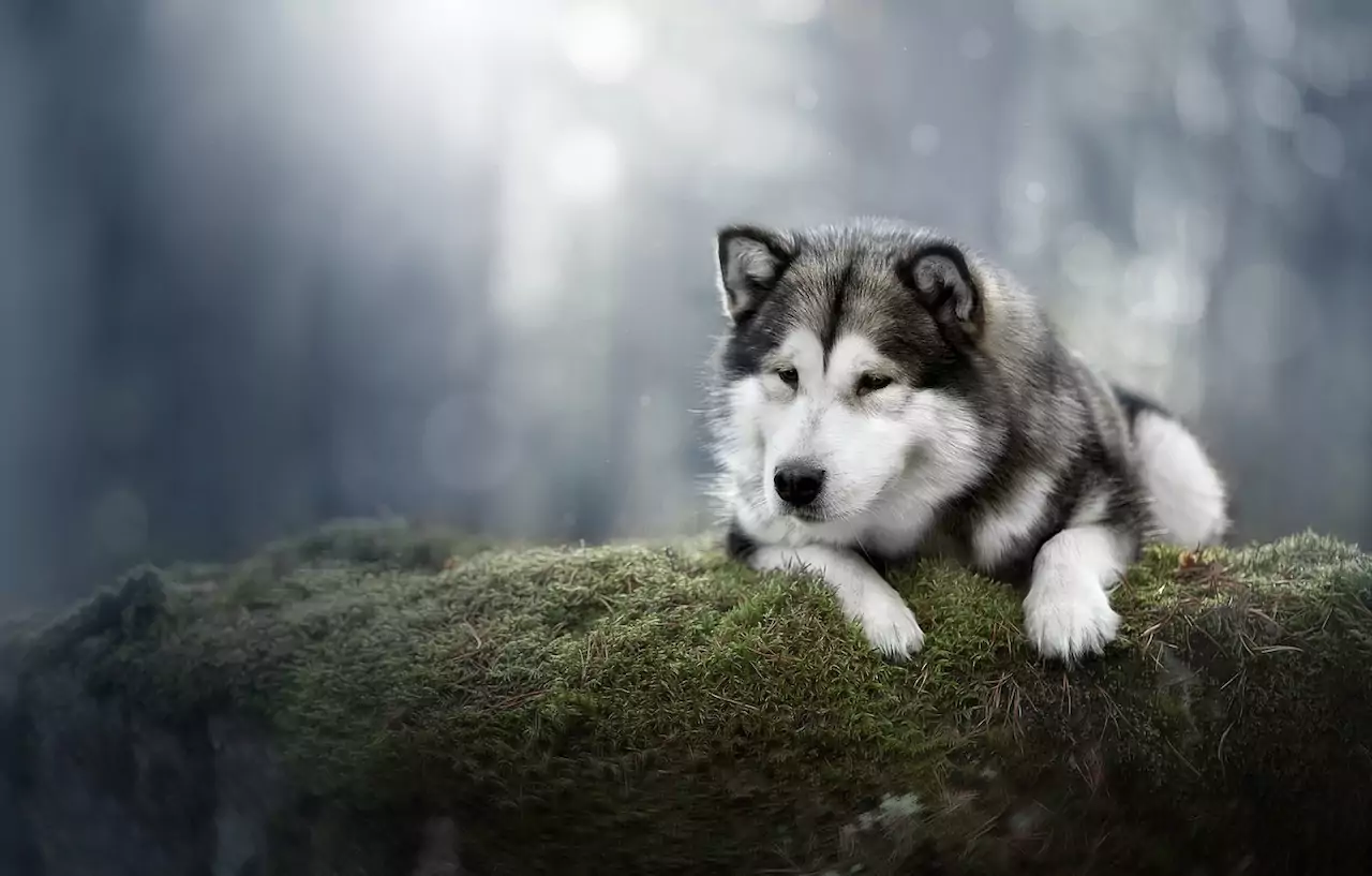 Красивое фото собаки аляскинский маламут