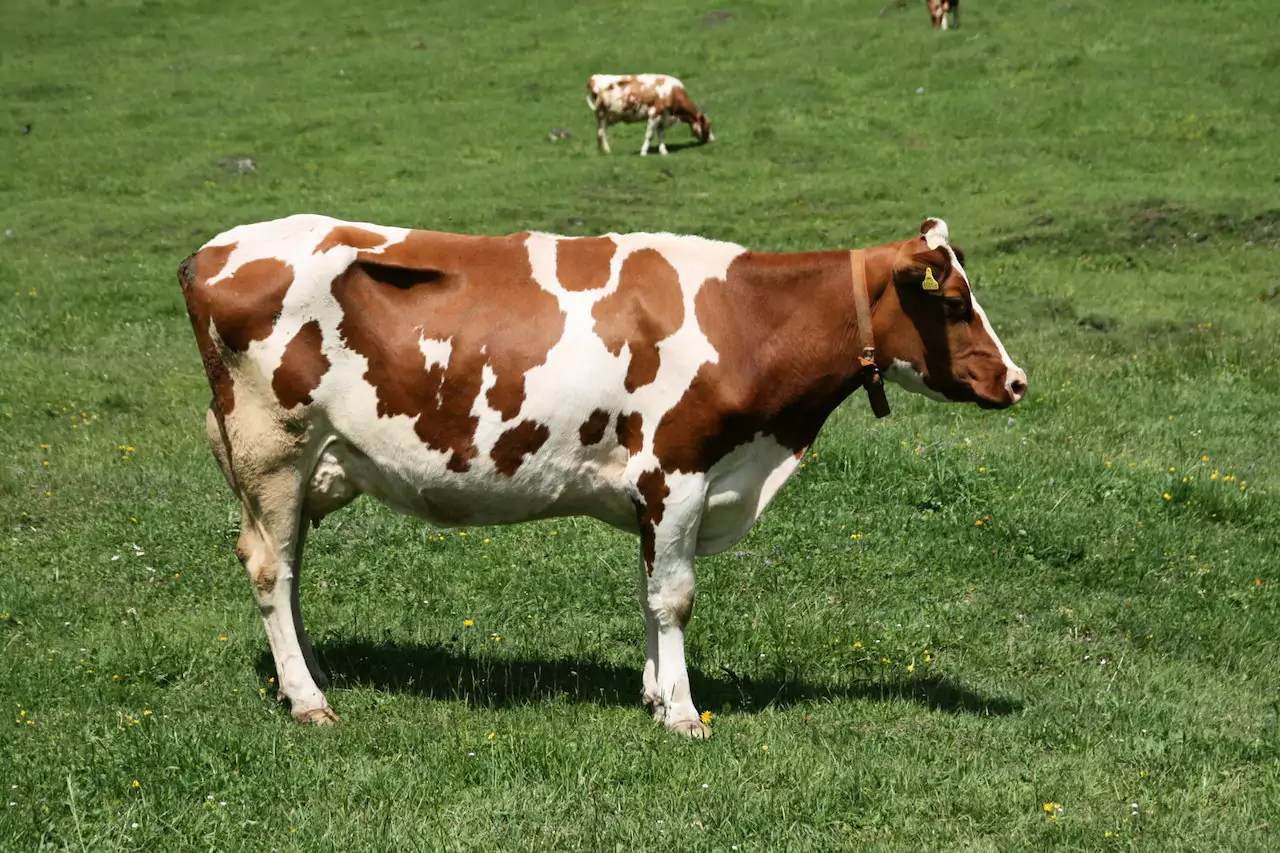 Особенности содержания красно пестрой коровы