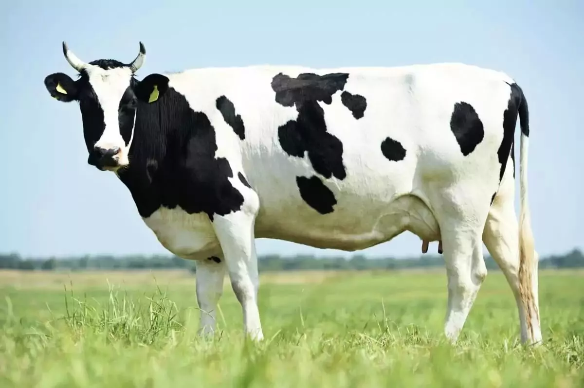 Характеристика черно-пестрой коровы