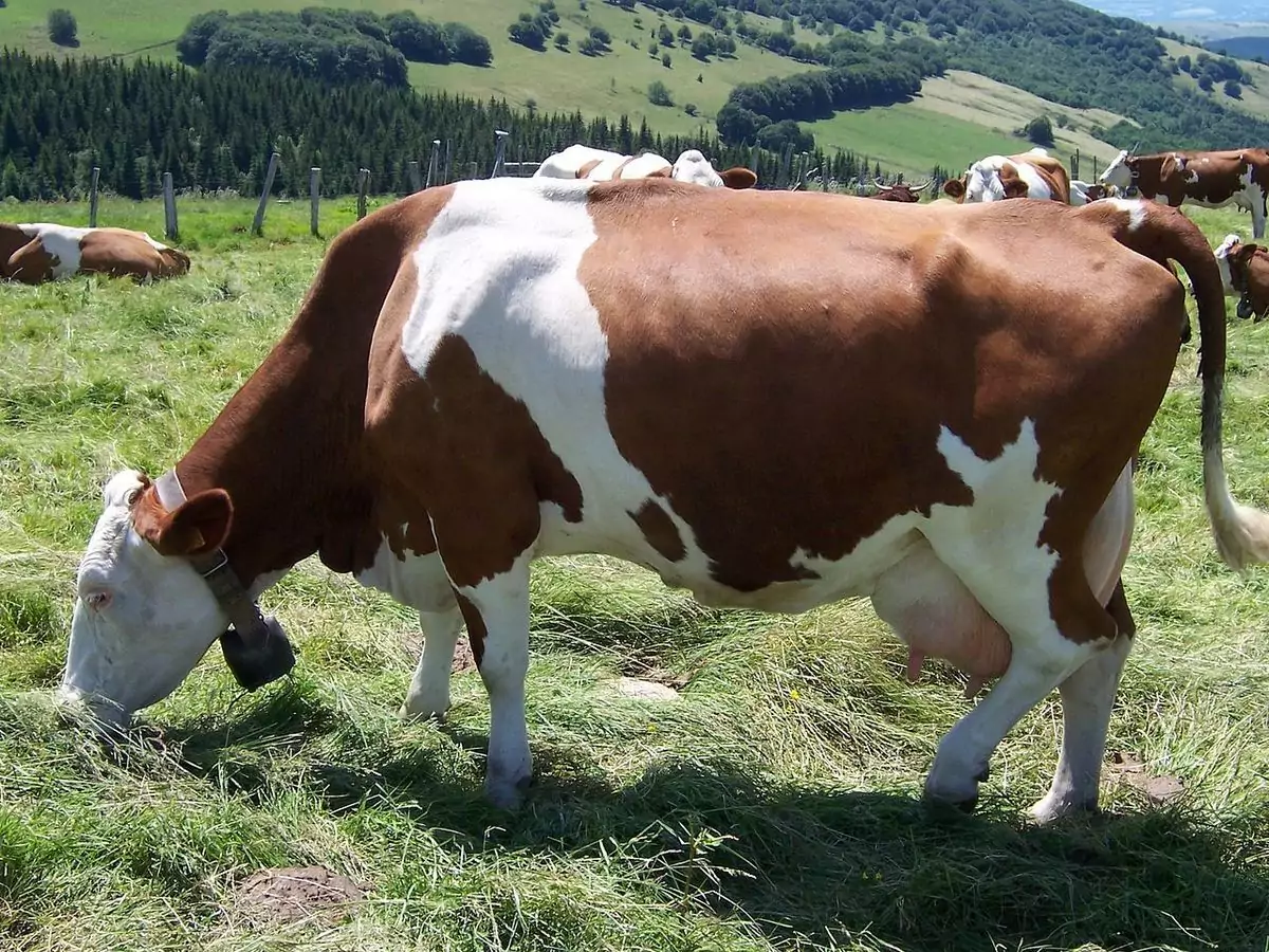 Описание красно пестрой коровы