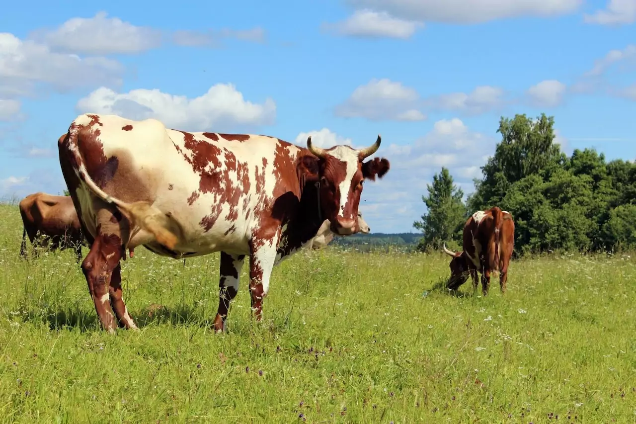 История айширской породы коровы