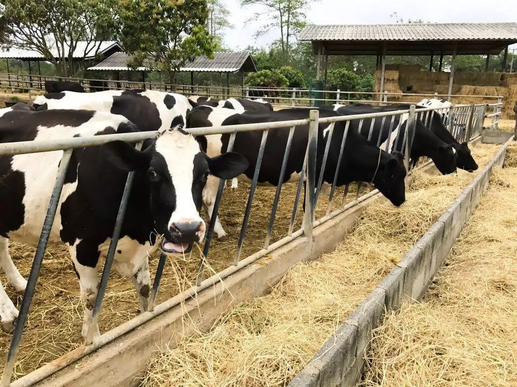 Достоинства и недостатки черно-пестрой коровы