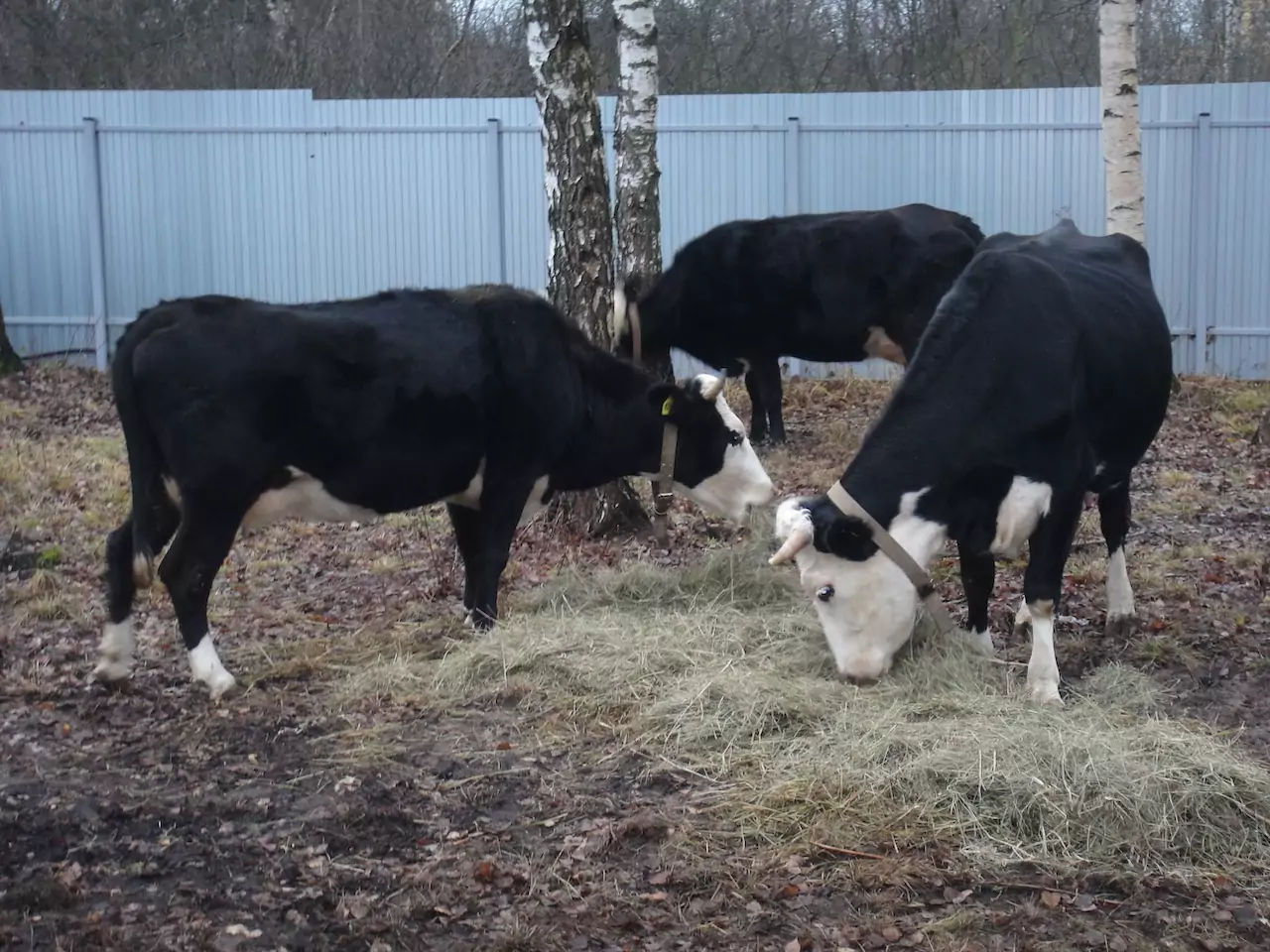 Ярославские коровы едят