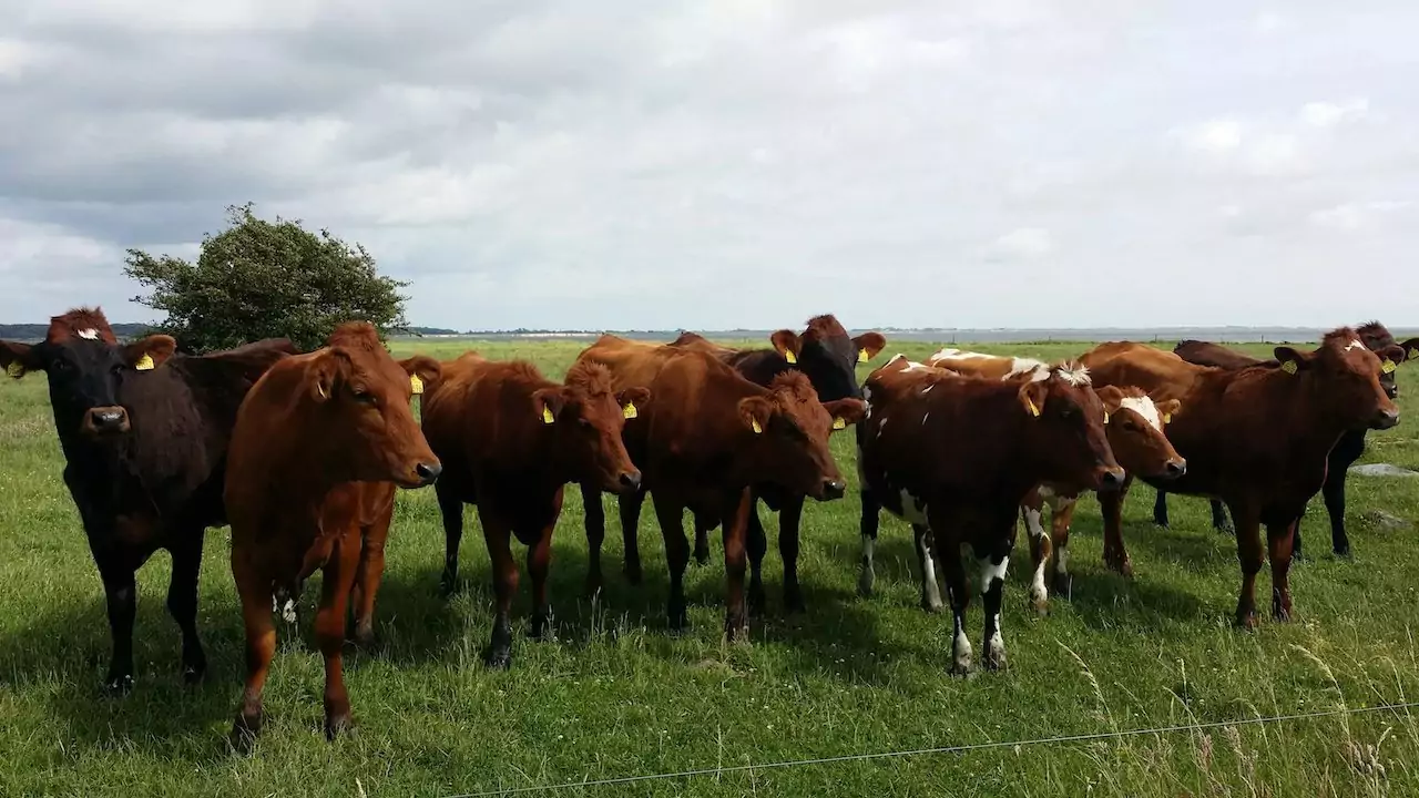 Большое стадо красно пестрых коров