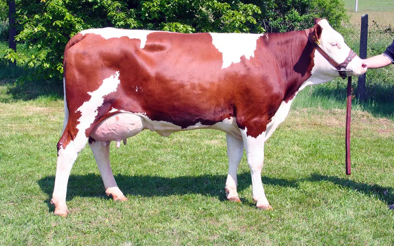 Красно-пестрая порода коров: описание, характеристики, содержание и разведения, отзывы