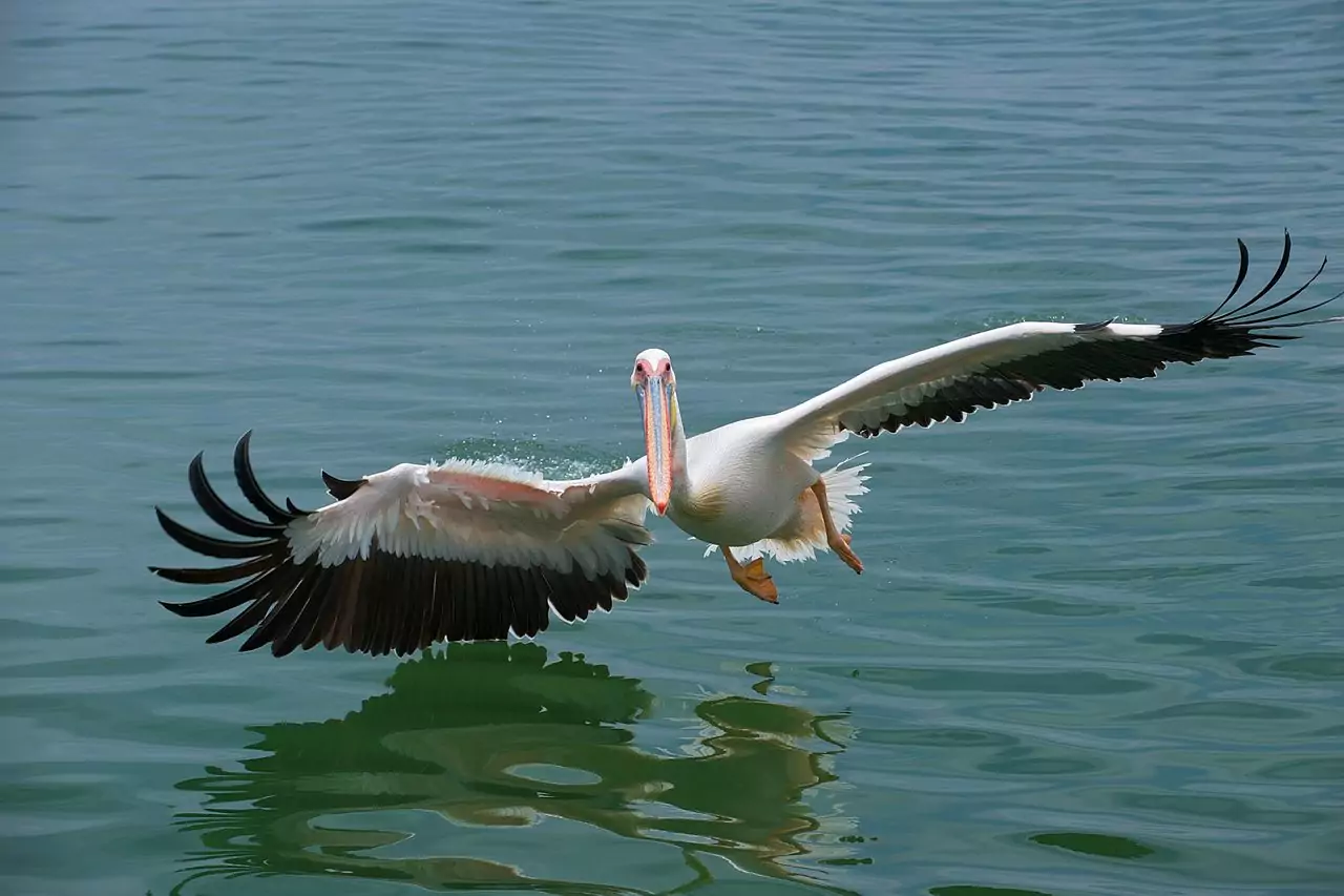 Ареал и среда обитания розового альбатроса