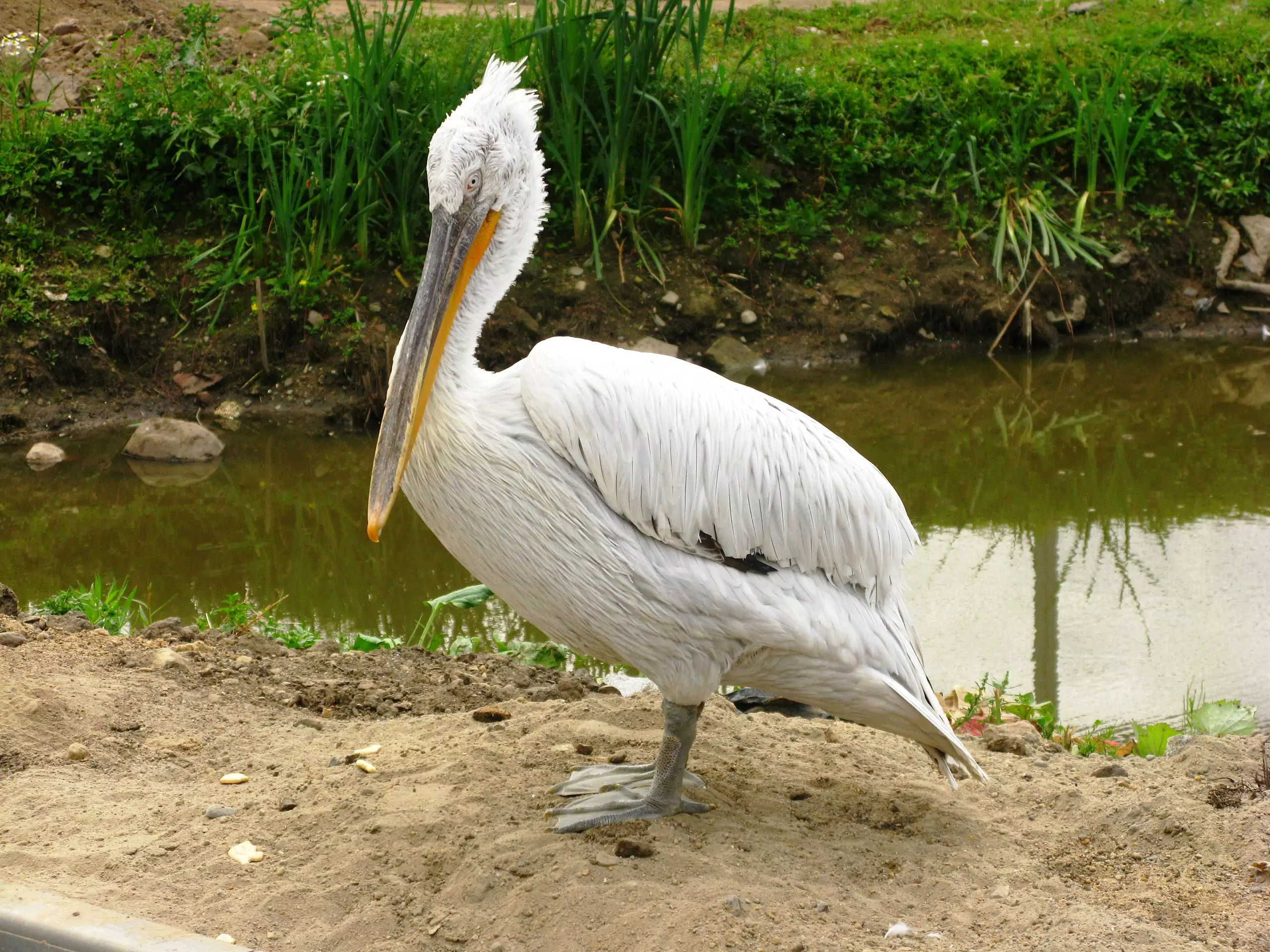 кудрявый пеликан обитание