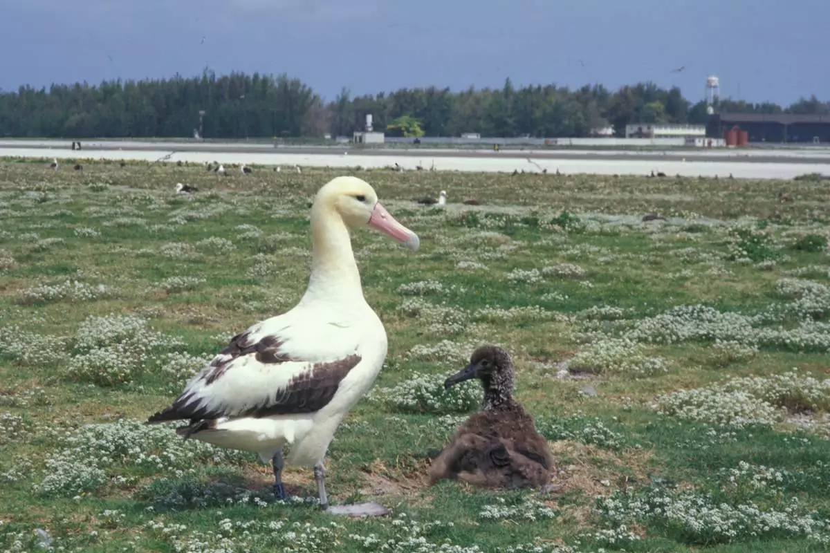 Размножение белоспинного альбатроса