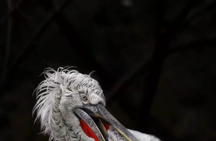кудрявый пеликан