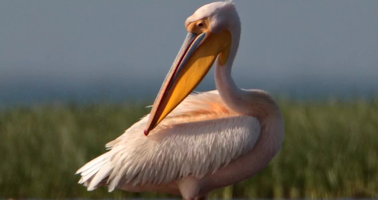 Розовый пеликан в Кировской области