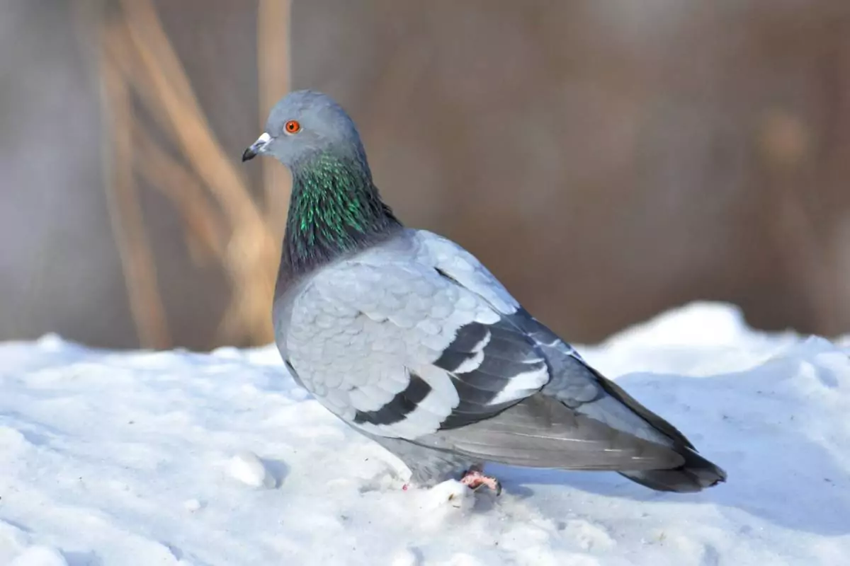 Сизый голубь Птицы Херсонской области