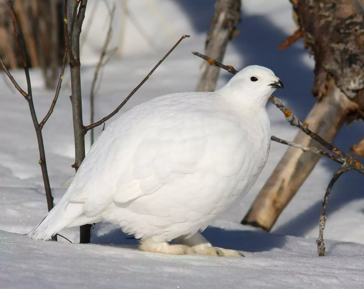 Белая куропатка Птицы Черниговской области
