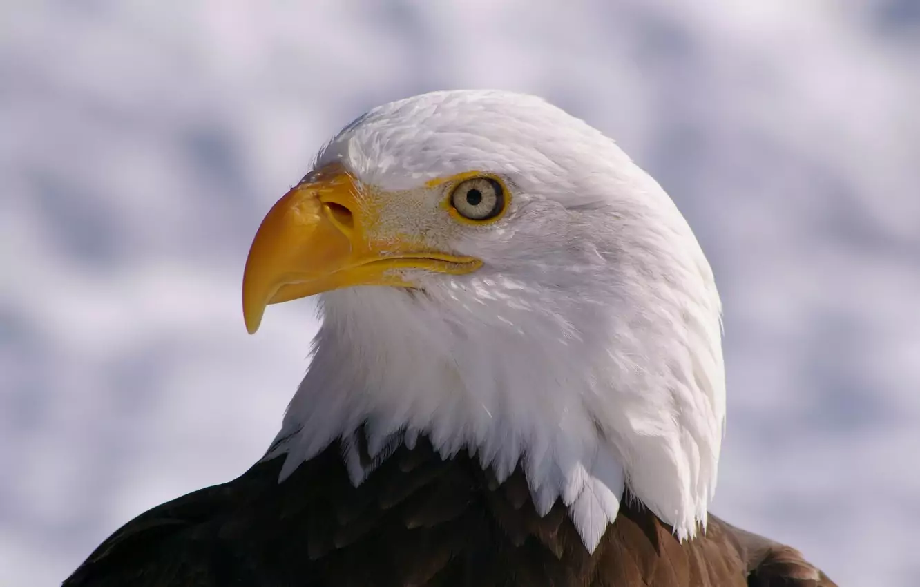 Белый орлан Птицы Сибири