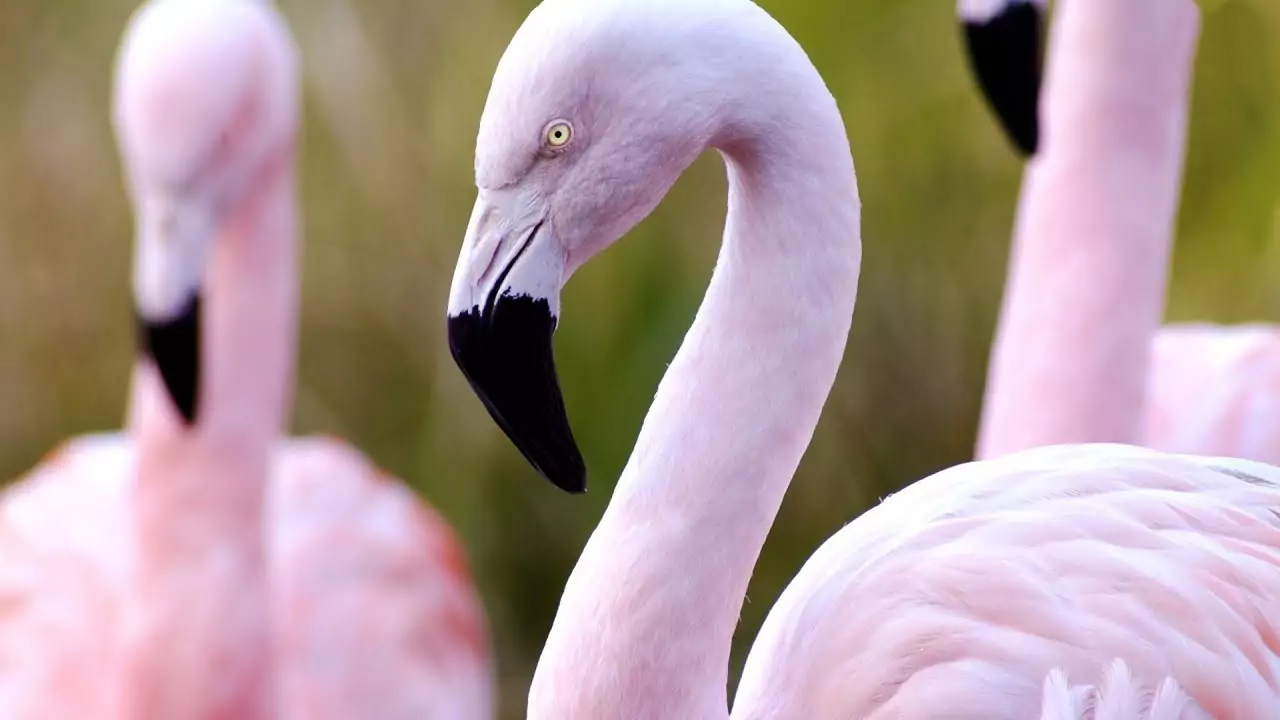 Розовый фламинго Птица Амурской области