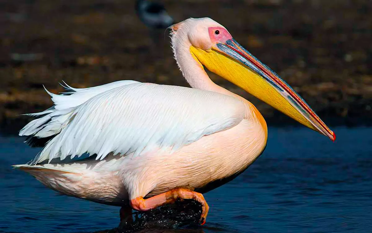 Розовый пеликан Птица Волгоградской области