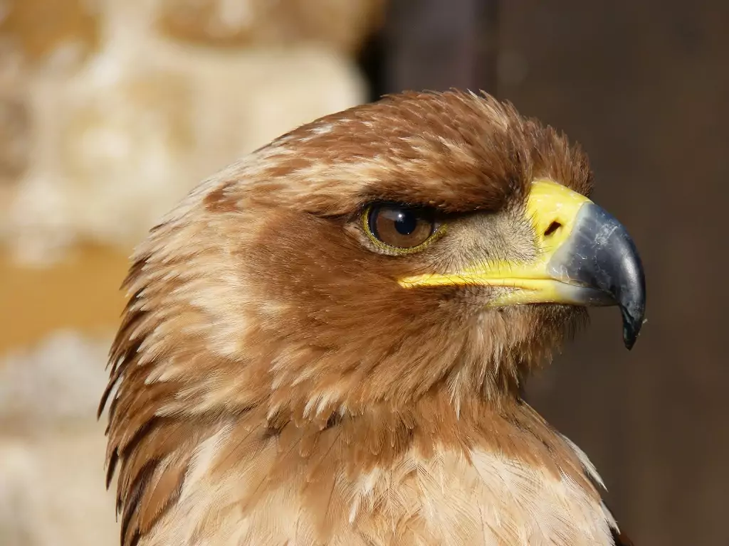 Степной орел Птица Забайкальского края