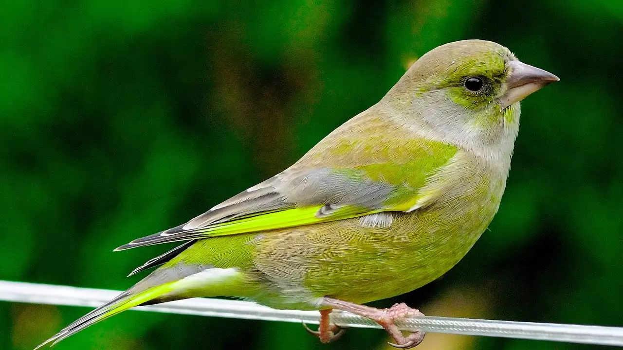 Зеленушка Птицы Крыма 