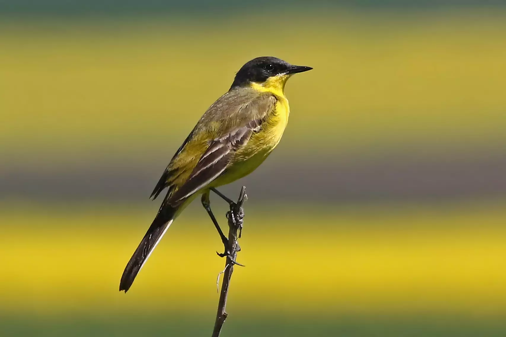 Желтая трясогузка Птица Новосибирска