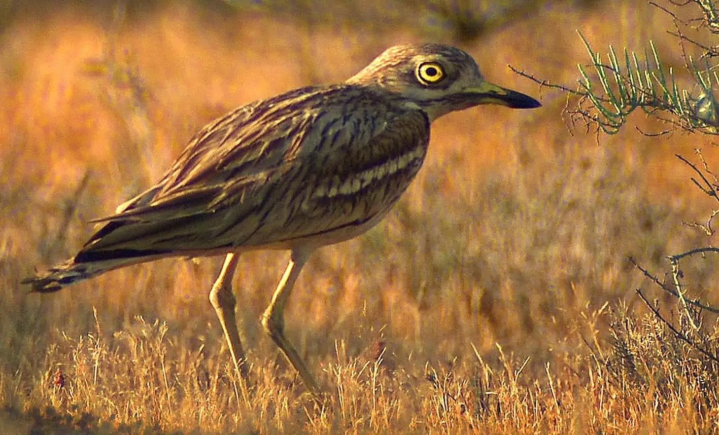 Птицы Самарской области - фото с названиями и описанием