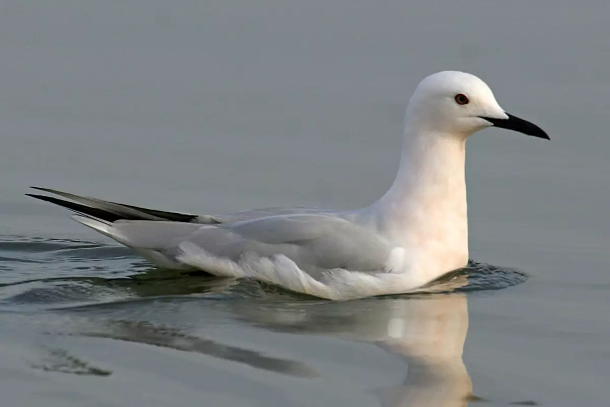 Морской голубок Птицы Калининградской области