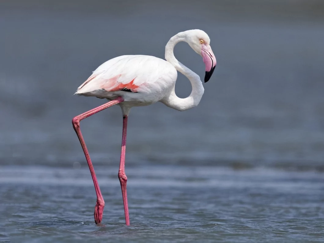 Розовый фламинго в тюмени фото