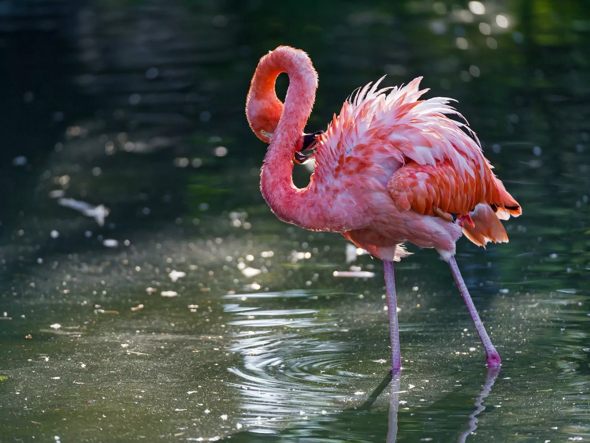 Розовый фламинго в Кировской области