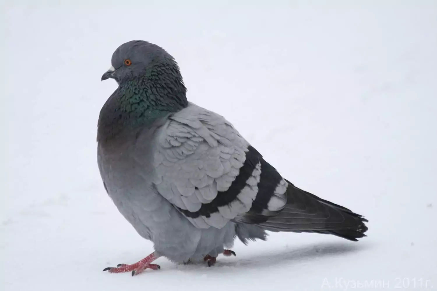 Сизый голубь в Кировской области
