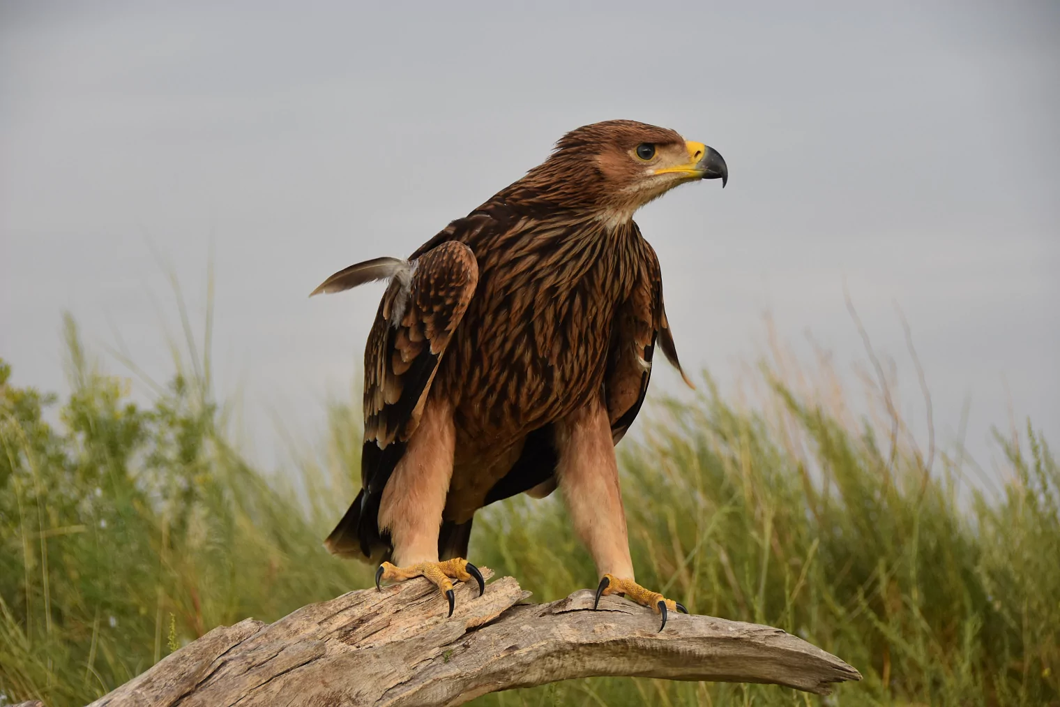 Степной орел в Орловской области