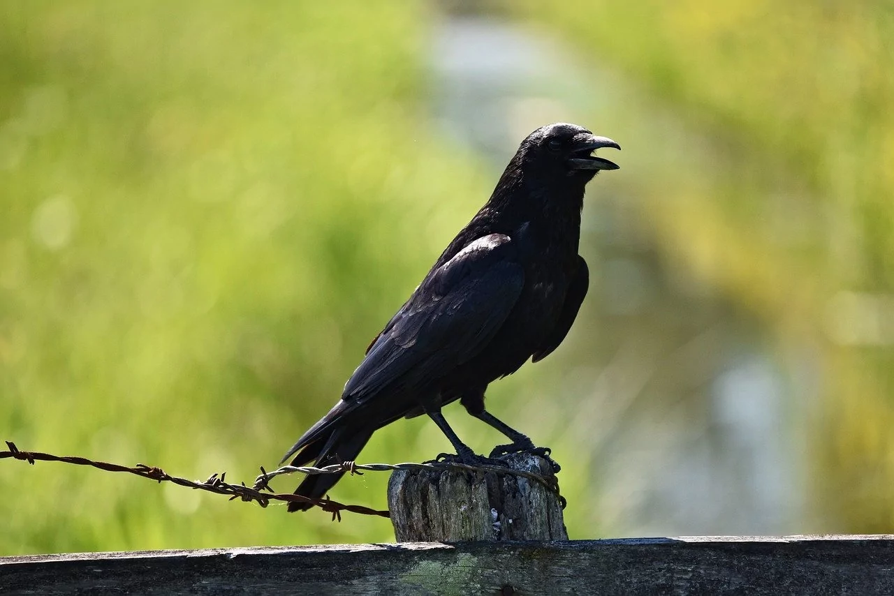 Ворона черная на Камчатке фото