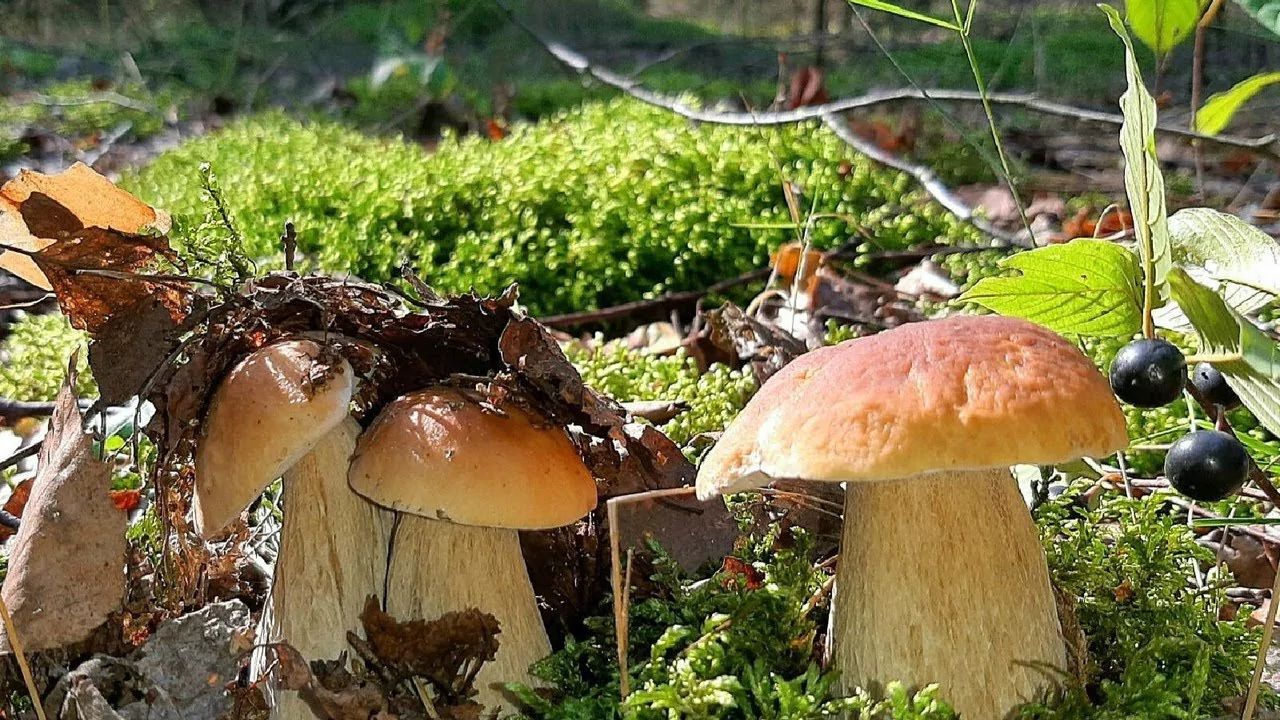 9 грибов. Белый гриб. Грибы в Подмосковье картинки. Белые грибы в Подмосковье. Лесные грибы Подмосковья фото и названия.