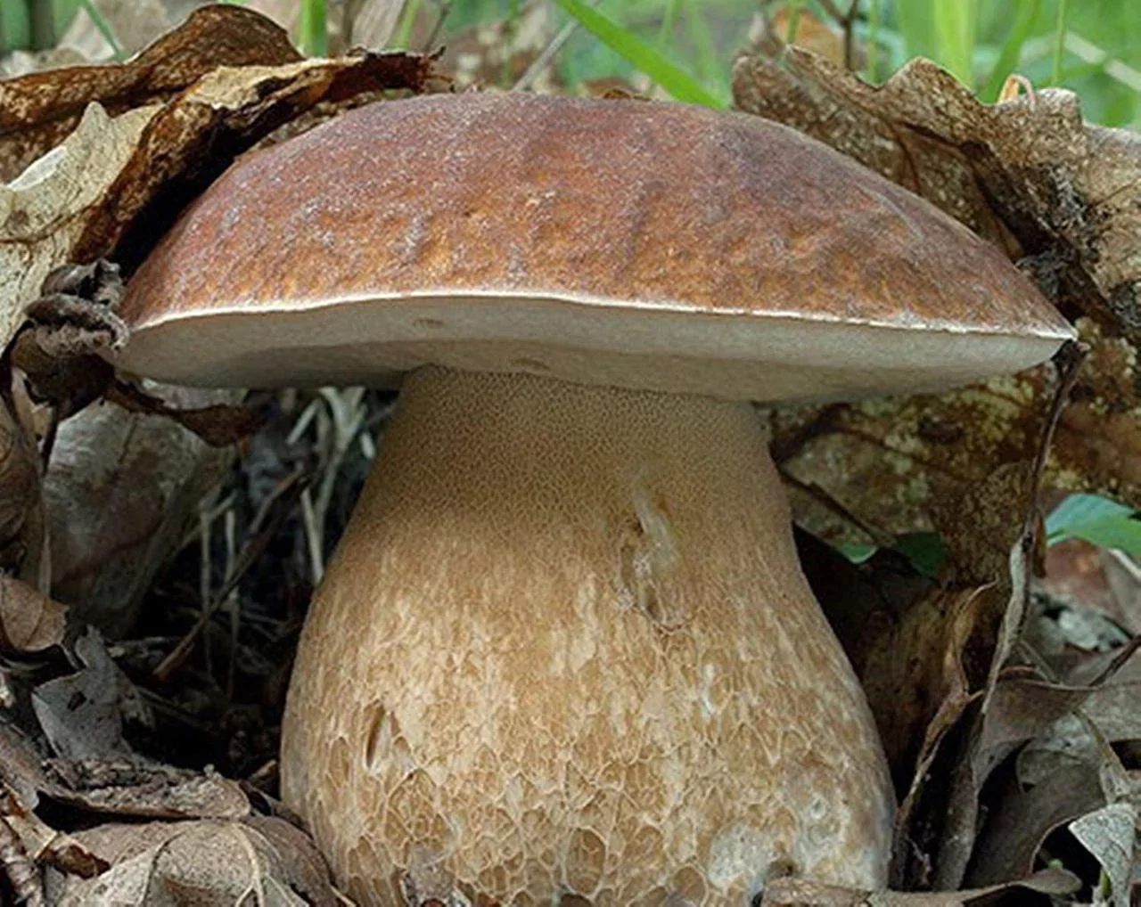 Белый гриб (Боровик) в Ленинградской области фото