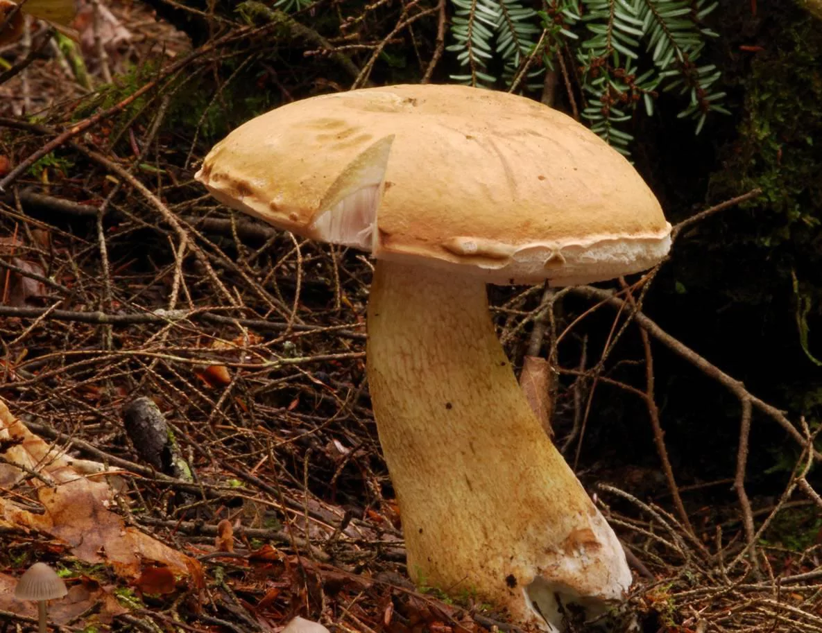 Белый гриб березовый в Крыму фото