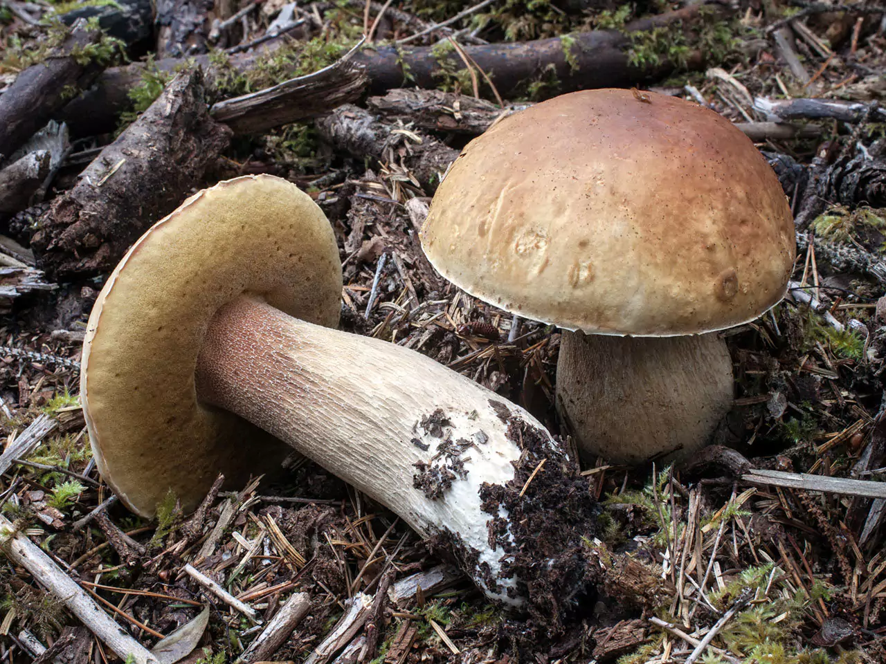 Белый гриб в Саратовской области фото
