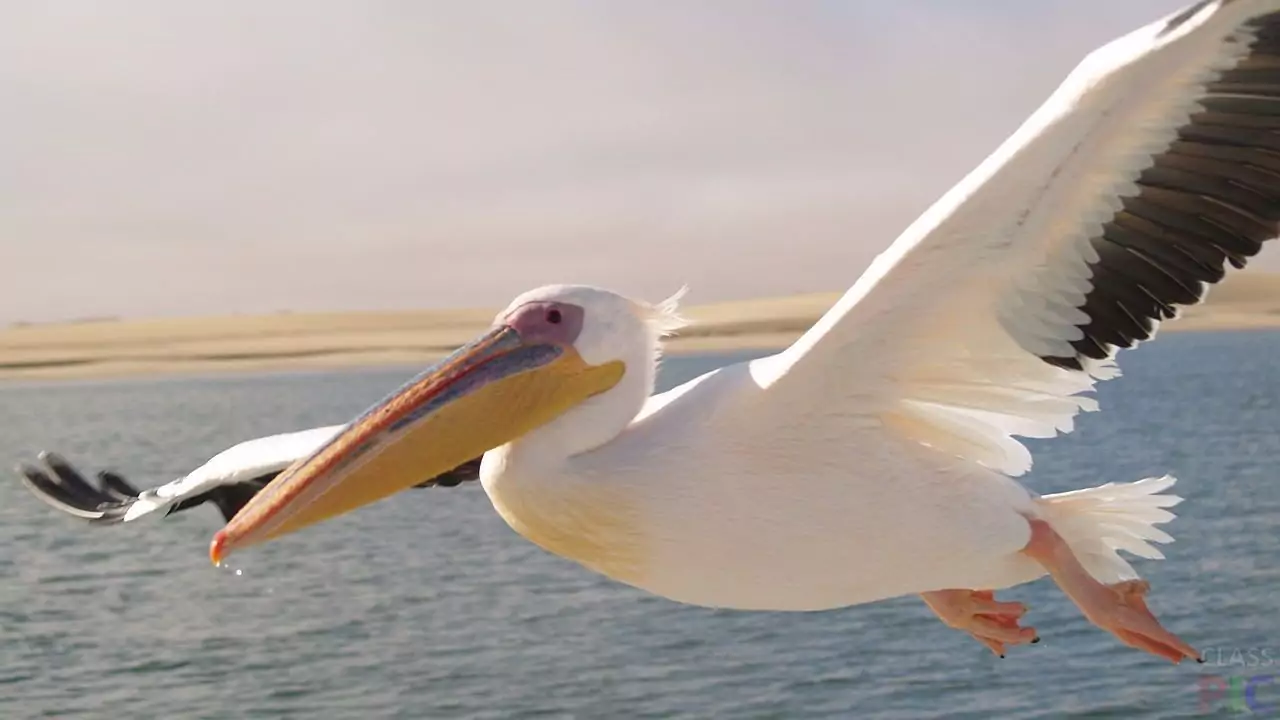 Розовый пеликан в Курской области