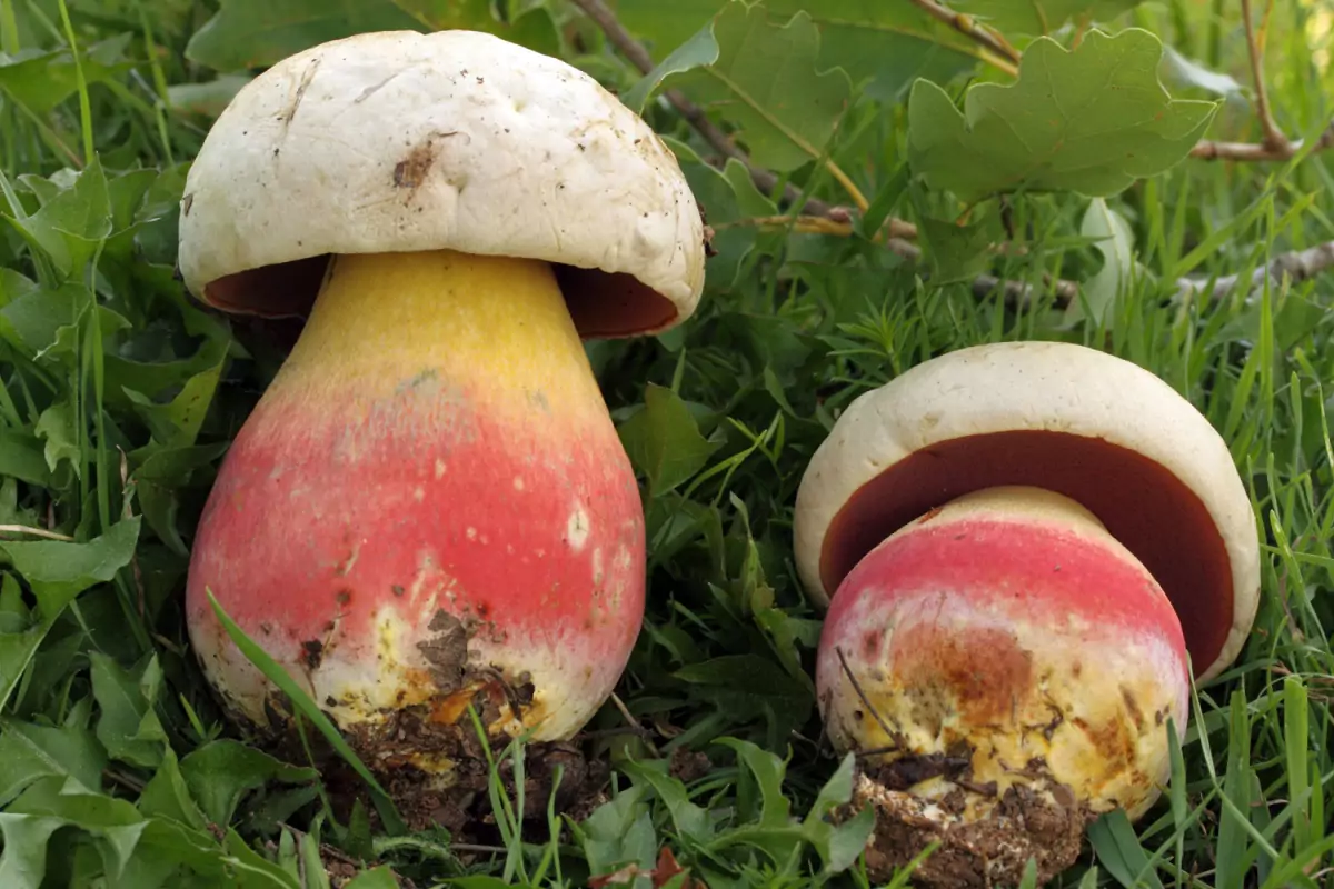 Сатанинский гриб в Саратовской области фото